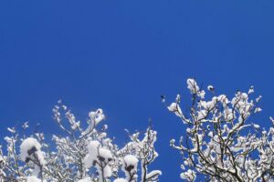 Auszeit, Verschneite Zweige vor blauem himmel