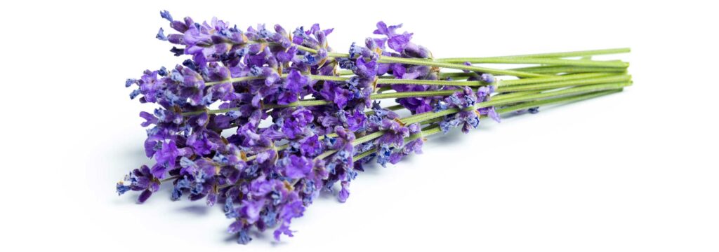 Strauß Lavendel